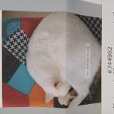 Foto del gato perdido en Iffendic