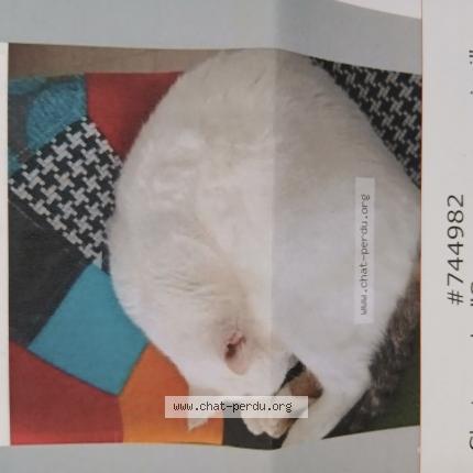 Foto 1/1 Snow surnom mimi Chat perdido en Iffendic