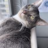 Foto del gato perdido en Aubervilliers