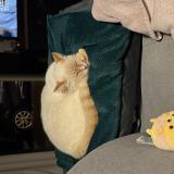 Foto del gato perdido en Merignac