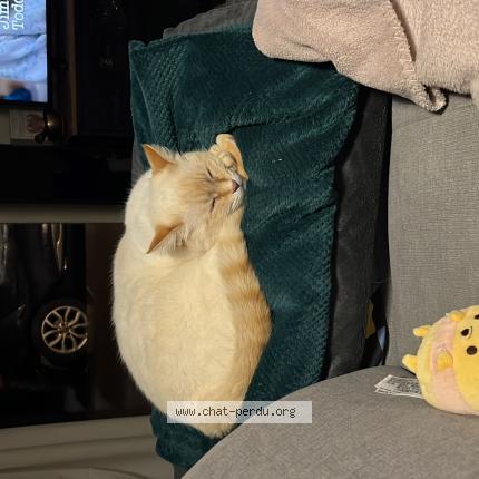 Foto 1/1 Chipie Chat perdido en Merignac