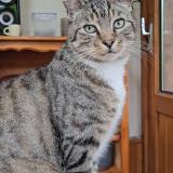 Foto del gato perdido en Verson