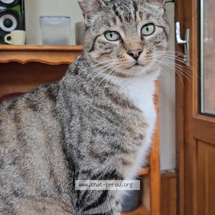 Foto 1/1 SPIDY Chat perdido en Verson