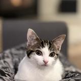 Foto del gato perdido en Servon