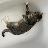 Foto del gato perdido en Montreuil