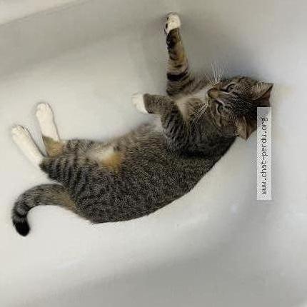 Foto 1/2 pedro Chat perdido en Montreuil