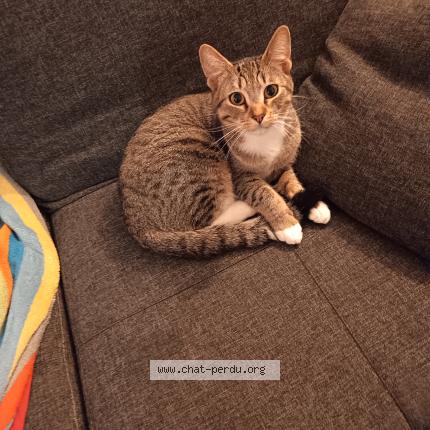 Foto 2/2 pedro Chat perdido en Montreuil