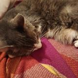 Foto del gato perdido en Nimes