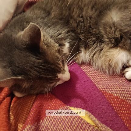 Foto 1/1 Réglisse Chat perdido en Nimes