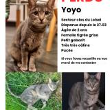 Foto del gato perdido en Halluin