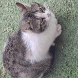 Foto de gato encontrado en Boisredon