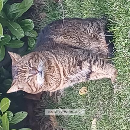 Foto 1/1 Gato encontrado Encontrado en Voglans