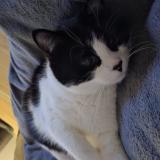 Foto del gato perdido en Navenne