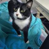 Foto del gato perdido en Saint Andre De Cubzac