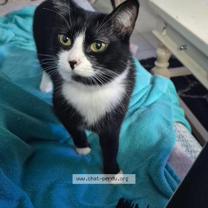 Foto 1/1 Ilo Chat perdido en Saint andre de cubzac