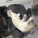 Foto del gato perdido en Toulouse