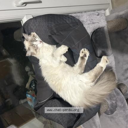 Foto 1/1 Ahsoka Chat perdido en Toulouse