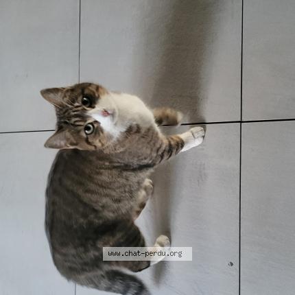 Foto 1/1 Gato encontrado Encontrado en Montpellier