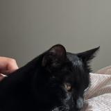 Foto del gato perdido en Angers