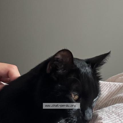 Foto 1/1 Moon Chat perdido en Angers