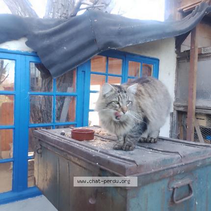 Foto 1/1 Gato encontrado Encontrado en Dabisse