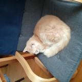 Foto del gato perdido en Morlaix