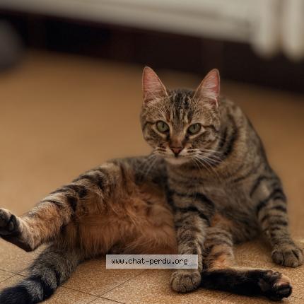 Foto 1/1 Naya Chat perdido en Prades