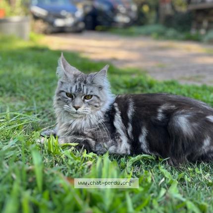 Foto 1/1 Vodelune Chat perdido en Ecully