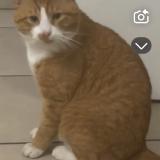 Foto del gato perdido en Olivet