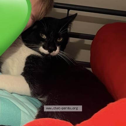 Foto 1/1 Creeper Chat perdido en Hyeres