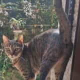 Foto del gato perdido en Nice