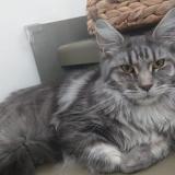 Foto del gato perdido en Bandol