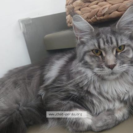 Foto 1/1 Vesta Chat perdido en Bandol