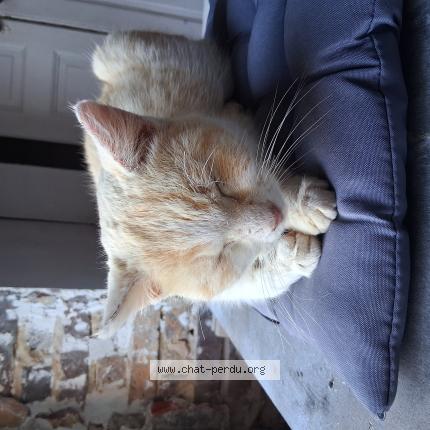 Foto 1/1 Gato encontrado Encontrado en Chevillon