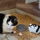 Foto del gato perdido en Helmsange