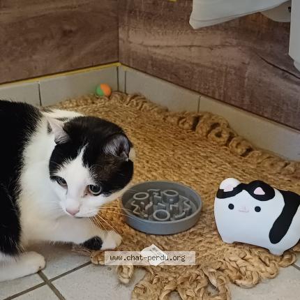 Foto 1/1 Coco Chat perdido en Helmsange