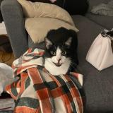 Foto del gato perdido en Clichy