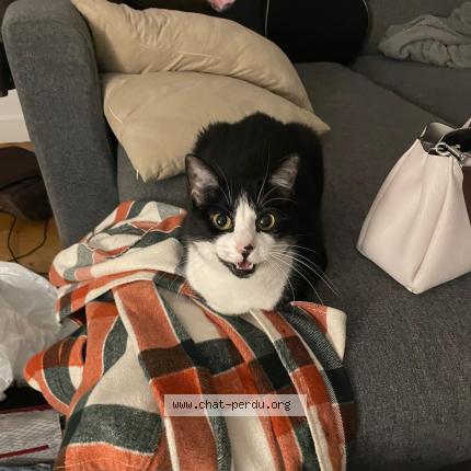 Foto 1/1 Soockie Chat perdido en Clichy