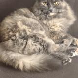 Foto del gato perdido en Payerne