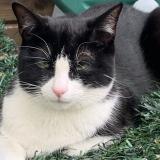 Foto del gato perdido en Gennevilliers