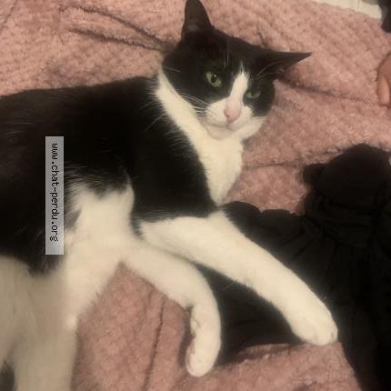 Foto 2/5 Domino Chat perdido en Gennevilliers