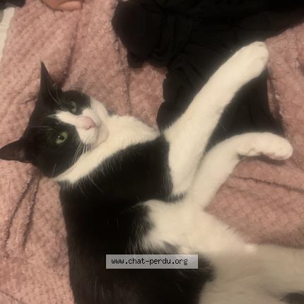 Foto 3/5 Domino Chat perdido en Gennevilliers