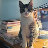 Foto del gato perdido en Bruges