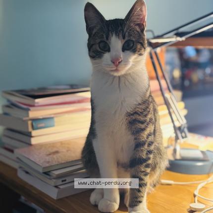 Foto 1/1 Bravo Chat perdido en Bruges