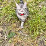 Foto del gato perdido en Ramatuelle