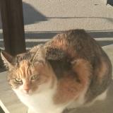 Foto del gato perdido en Flavin