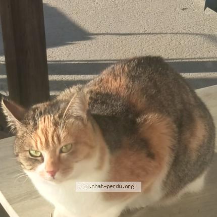 Foto 1/1 Naya Chat perdido en Flavin