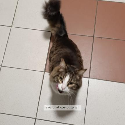 Foto 1/1 Gato encontrado Encontrado en Istres