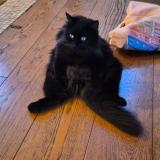 Foto del gato perdido en Gournay Sur Marne 93460