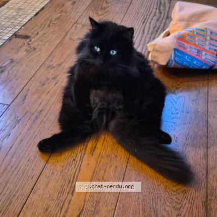 Foto 1/1 Rocket Chat perdido en Gournay sur marne 93460